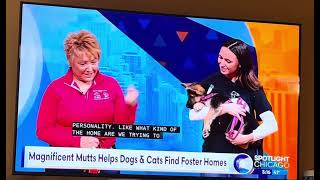 Magnificent Mutts of Hillside, Illinois rescues dogs from harms way in Palestine!