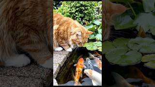 Cats and fish #shortsfeed #shorts #viral #ai #cat #fishing