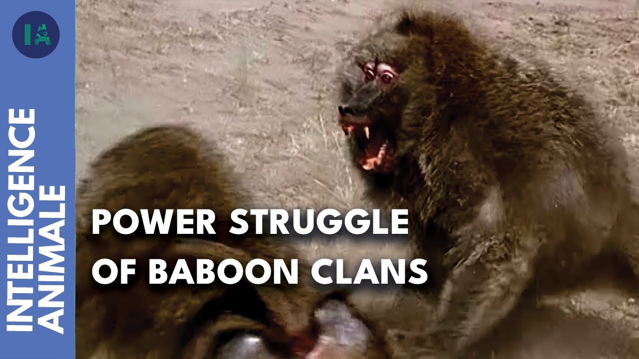 Africa's Golden Baboons Fighting Against The Perils Of Life | Wildlife Documentary