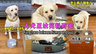 人犬互坑笑料百出Fun chaos between human and pup#搞笑汪驾到#萌寵#寵物#搞笑#拉布拉多 #doglover #Labrador #labrado #dog #pets