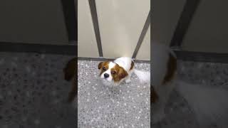 Yavru Köpeği̇m Ares 10 Aylik İlk Vi̇deo☺️