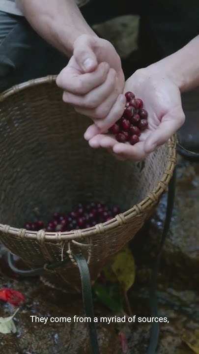 food-materials-and-sources-science-youtube