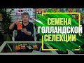 ЭТИ СЕМЕНА ДАДУТ ВАМ ОТЛИЧНЫЙ УРОЖАЙ 🌱 Семена голландской селекции