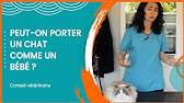 Comment Bien Porter Un Chat Youtube