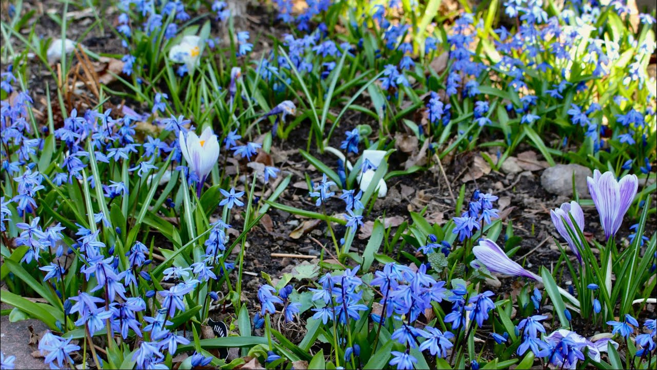 The Seasons 2022 - Ch. 1 - The Garden Awakening - New England Garden Tour