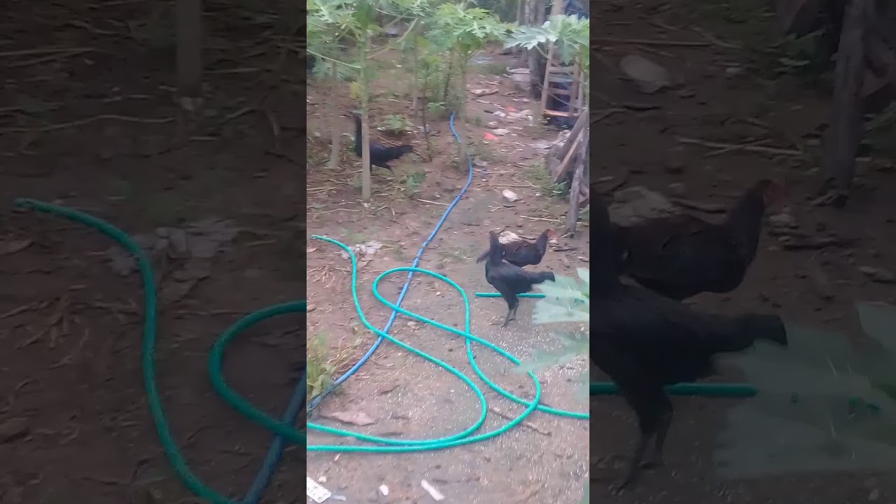 Budidaya ayam kampung 