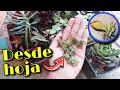 RECOLECTO MÁS DE 20 SUCULENTAS Y LAS PLANTO 🌱 | Jardines by Angie