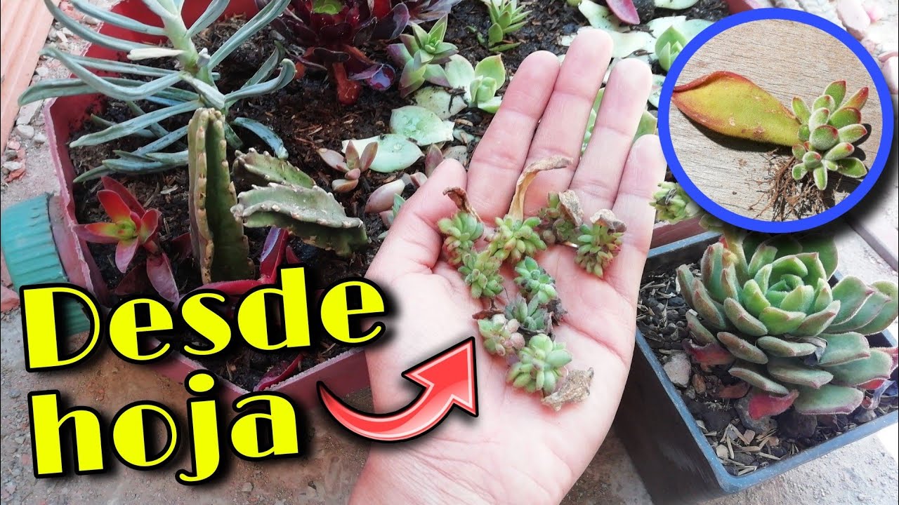 RECOLECTO MÁS DE 20 SUCULENTAS Y LAS PLANTO 🌱 | Jardines by Angie