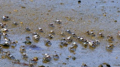 Nature: fiddler crabs