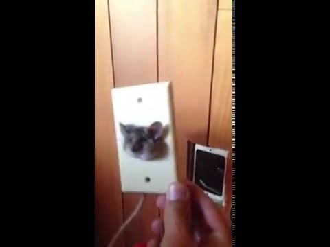 Poor Little Kangaroo Rat Rescued from TV Socket