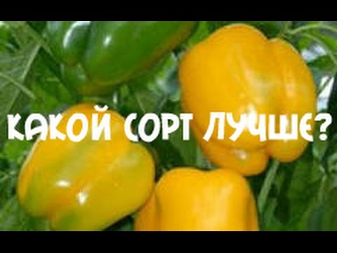 Урожай перца. Лучший сорт перца