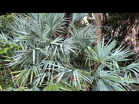 Видео: Silver Saw Palmetto Palms - Silver Saw Palmetto модны тухай баримтуудыг мэдэж аваарай