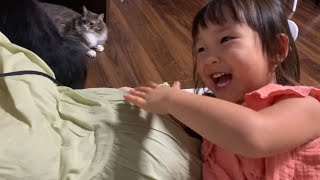 お腹の赤ちゃんをめぐる娘とパパの争いに聞き耳を立てる猫　ノルウェージャン　A cat listening to a battle between a daughter and a dad nearby