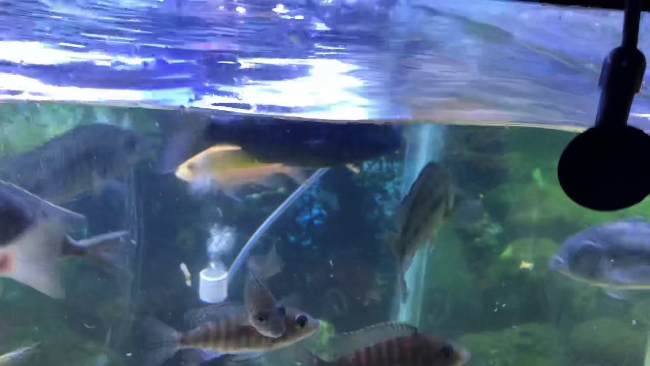 camera iphone 8 plus apk Protomelas and Sunshine breeding group