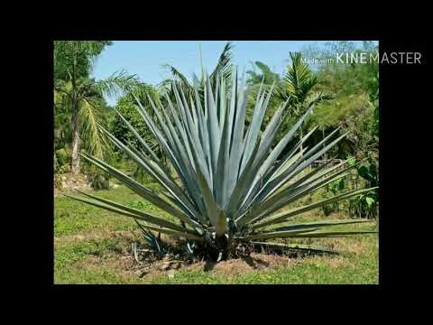 Porno yulduz Anna Semenovich uchliklarni yaxshi koradi