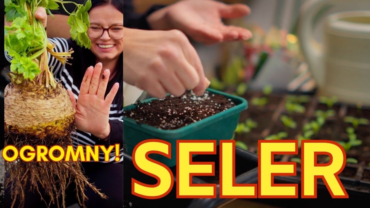 Tak wysiewam seler i mam TAKIE OGROMNE LATEM!