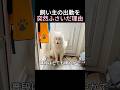 飼い主の出勤を突然ふさいだ理由