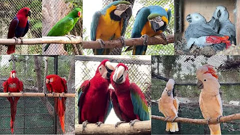 Ultimate Macaw Parrot Setup | Tour at My Farm House | Complete Guide & Tips | M Birds