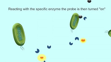 Fluorescent probe for bacteria detection-concept