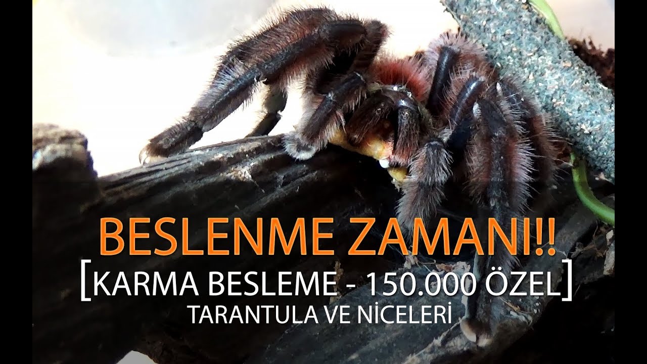 anthem Beslenme Zamanı - Tarantula, Akrep, Çıyan ve niceleri