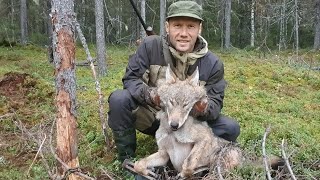 Охота на волка по чернотропу капканами/Wolf trapping Bridger Wolf.