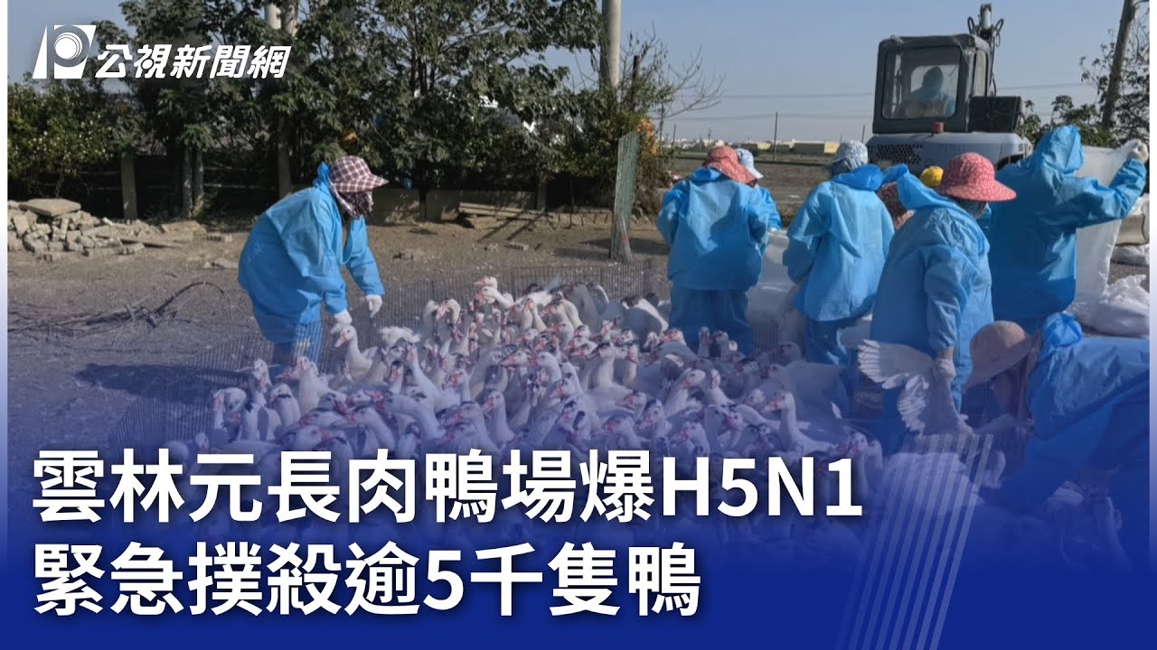 雲林元長肉鴨場爆H5N1 緊急撲殺逾5千隻鴨｜20251216 公視晚間新聞