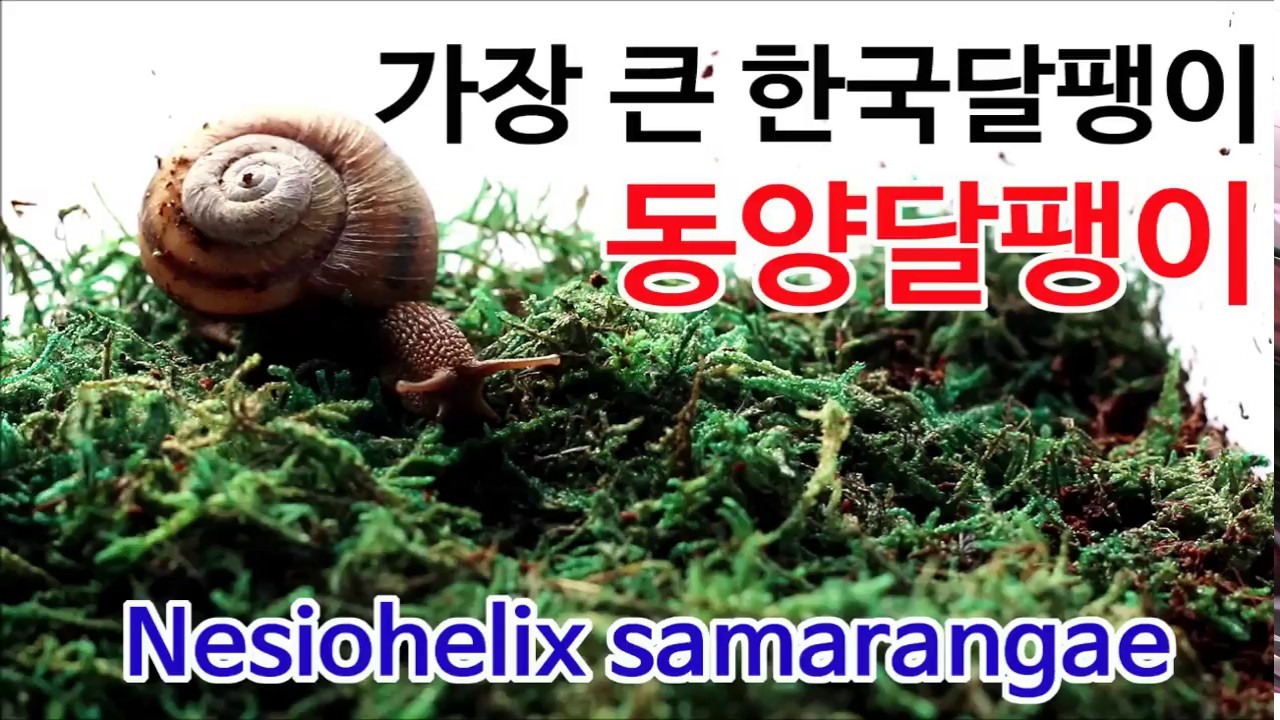 달팽이 키우기] 동양달팽이를 소개합니다 / Snail Nesiohelix Samarangae カタツムリ - Youtube