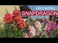 How to grow snapdragon flowers antirrhinum  snapdragon plant care