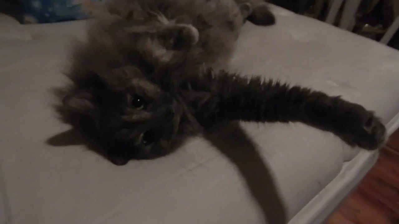 Stormy My Long Hair Tortoiseshell Cat Youtube