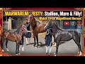 Stallion Mare &amp; filly Marwari horses available in Hyderabad | Watch These Magnificent Horses