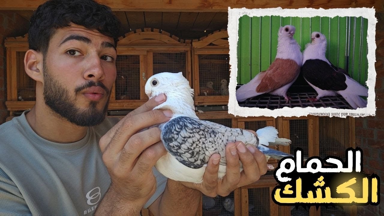 جميع الوان وانواع الحمام الكشك بالاسعار | الحمام الكشك