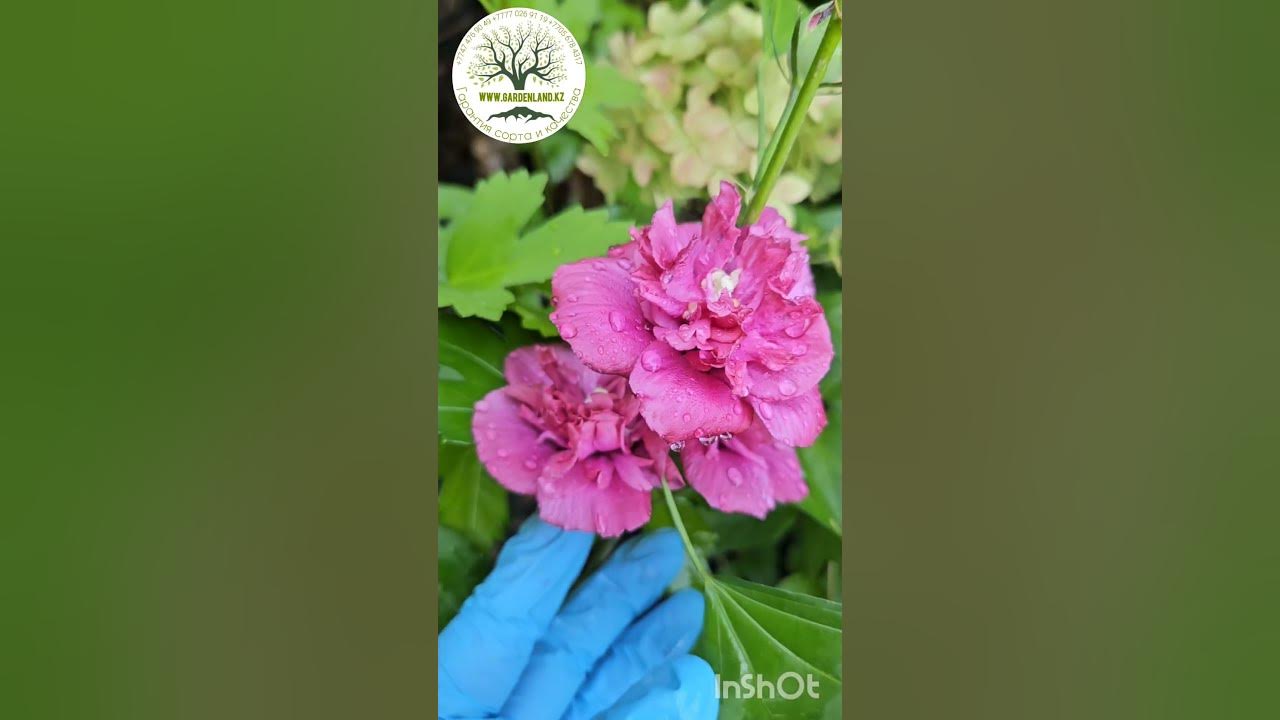 Гибискус сирийский Френч Кабаре Ред. Саженцы цветущие трехлетки # ...