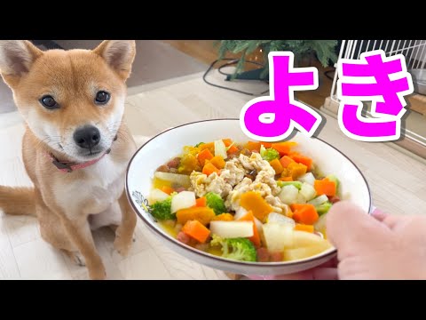 ご飯の「よし」を「よき」と言ってみたらどうなる？柴犬小夏１歳　冬至のカボチャ＆豚ロース切り落とし　ASMR