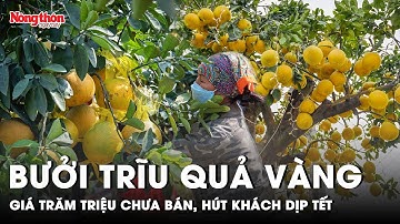 Đã mắt với siêu phẩm bưởi diễn 400 quả rực vàng, giá trăm triệu hút khách chơi Tết | Báo NTNN