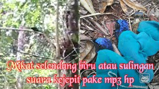 Mikat selendang biru, atau sulingan pake suara kejepit pake pulut lidi dan hp