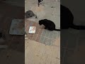 Милые дворовые коты кушают. Cute stray cats eat. Lustige katzen. Kucing lucu. Gatos graciosos. 面白い猫