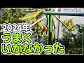 【ベランダ菜園】2024年人参・秋ミニトマトの失敗・反省