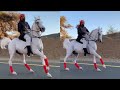 ما شاء الله تأمل جمال الخيل العربي الاصيل