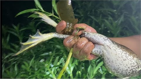 CÂU ẾCH, SOI ẾCH, NHẤP ẾCH ĐỒNG.. KẾT QUẢ KHÔNG TƯỞNG/ @Chung Huynh Fishing Tv