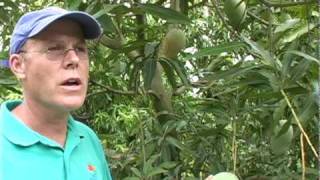 A09 'Mallika' mango description