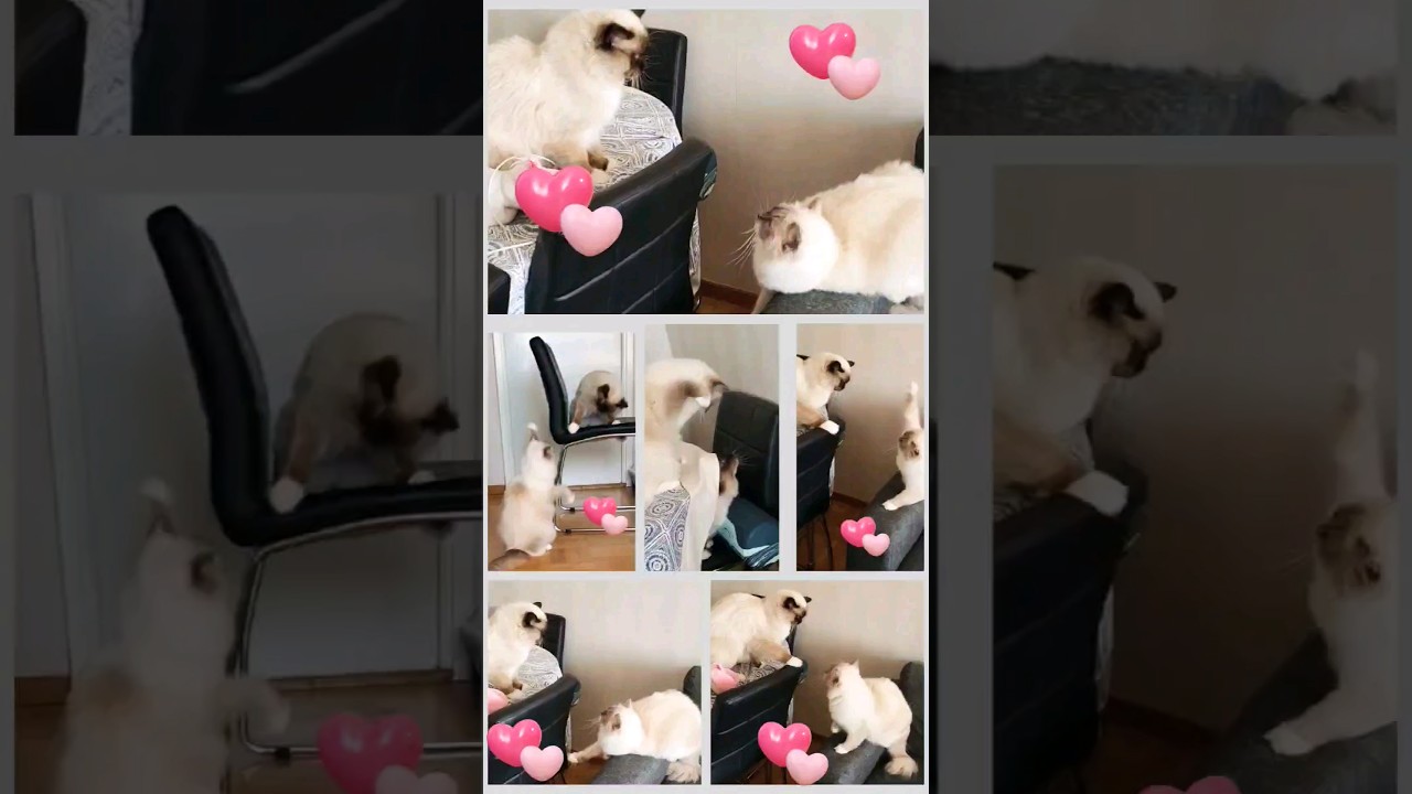 Playful😻😻 Moments