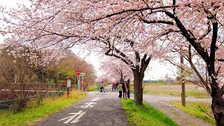 Walking Around Cherry Blossoms in Japan 4K
