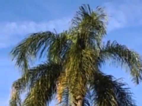 Video: Palm Frizzle Top - Prevención del frizzle en las palmeras