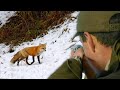 Hunting Serbia - Fox hunting in winter | Lov na lisice Vojvodina - Plandište - Zimska hajka