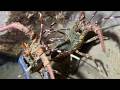 🐟️Diving under the sea to catch eels, crabs and sea cucumbers | Part 267-2