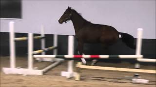 Hamira (Ruby) Free Jumping 3'6"