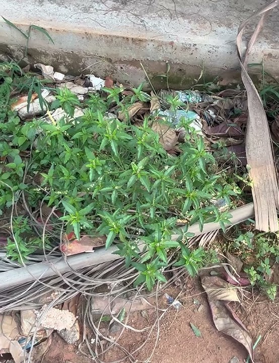 Ban Tulsi, Bon Tulsi, Kala Bhangra - Croton bonplandianus #nature #plants