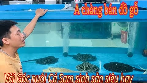 A chàng bán đồ gỗ và góc nuôi Cá Sam  sinh sản siêu đỉnh -Thái Salem