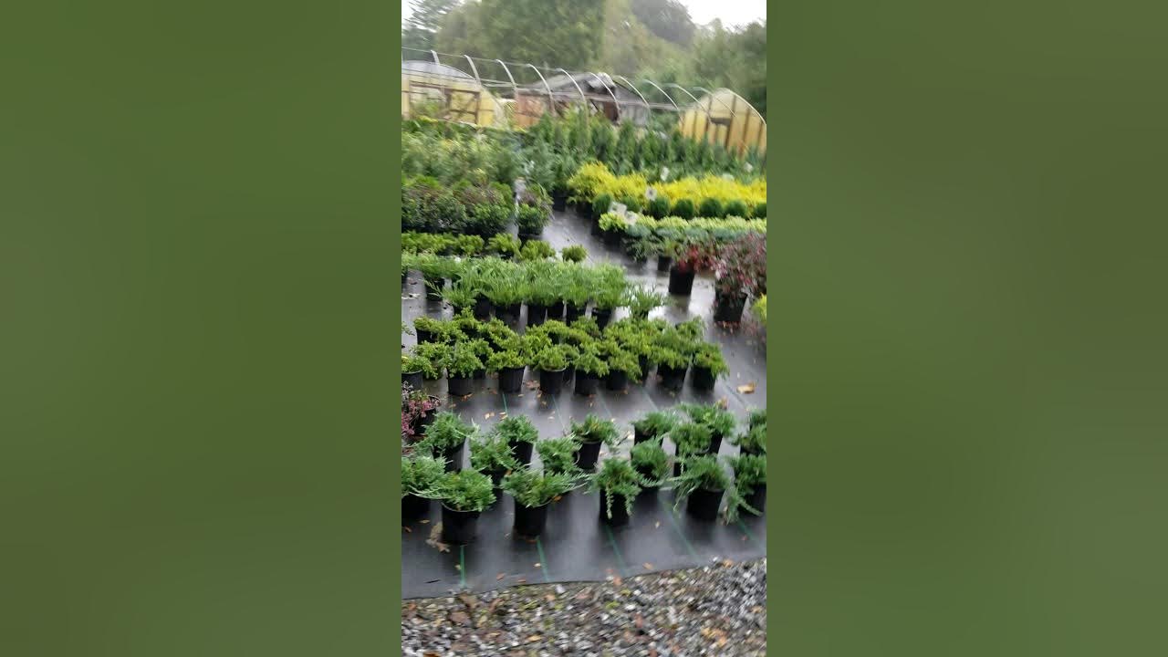 Settlemyre Nursery Valdese NC Plant Nursery Fall 2017 YouTube