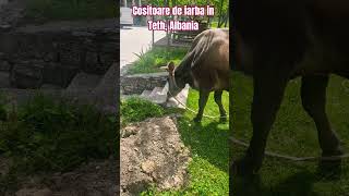 Cositoare de iarba in Teth, Albania #albania #tet #travel #cow #offroadadventure #offroad